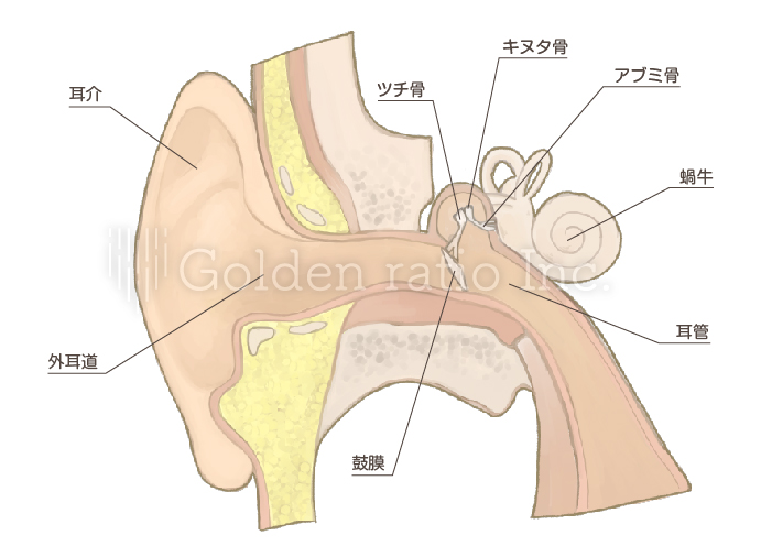 耳の構造 ゴールデンレイシオ クリニック 病院のホームページ制作 予約フォーム