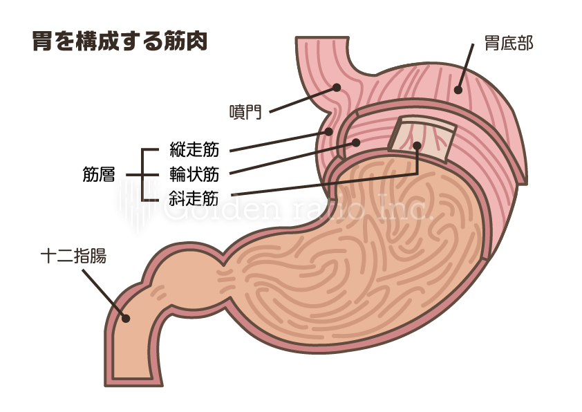 胃の構造 ゴールデンレイシオ クリニック 病院のホームページ制作 予約フォーム